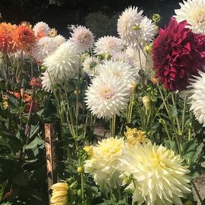 Meet your Posher, Hailey